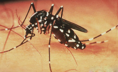 Muỗi gây bệnh sốt xuất huyết ở người đã kháng thuốc