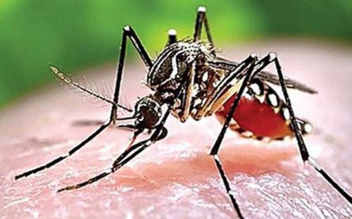 Muỗi vằn truyền bệnh sốt xuất huyết