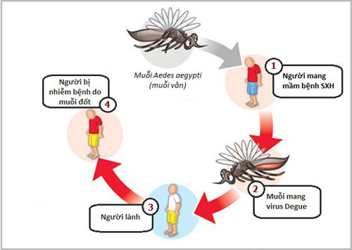 Muỗi vằn là nguyên nhân chính gây ra bệnh sốt xuất huyết